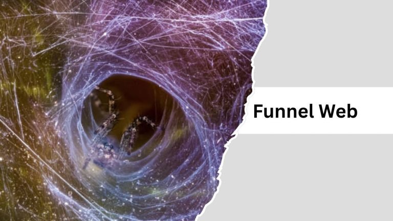 11 Types of Spider Webs: Identification With Pictures
