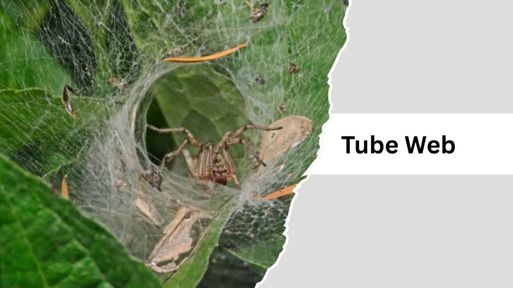 Spider Web Names 11 Types of Spider Webs: Identification With Pictures