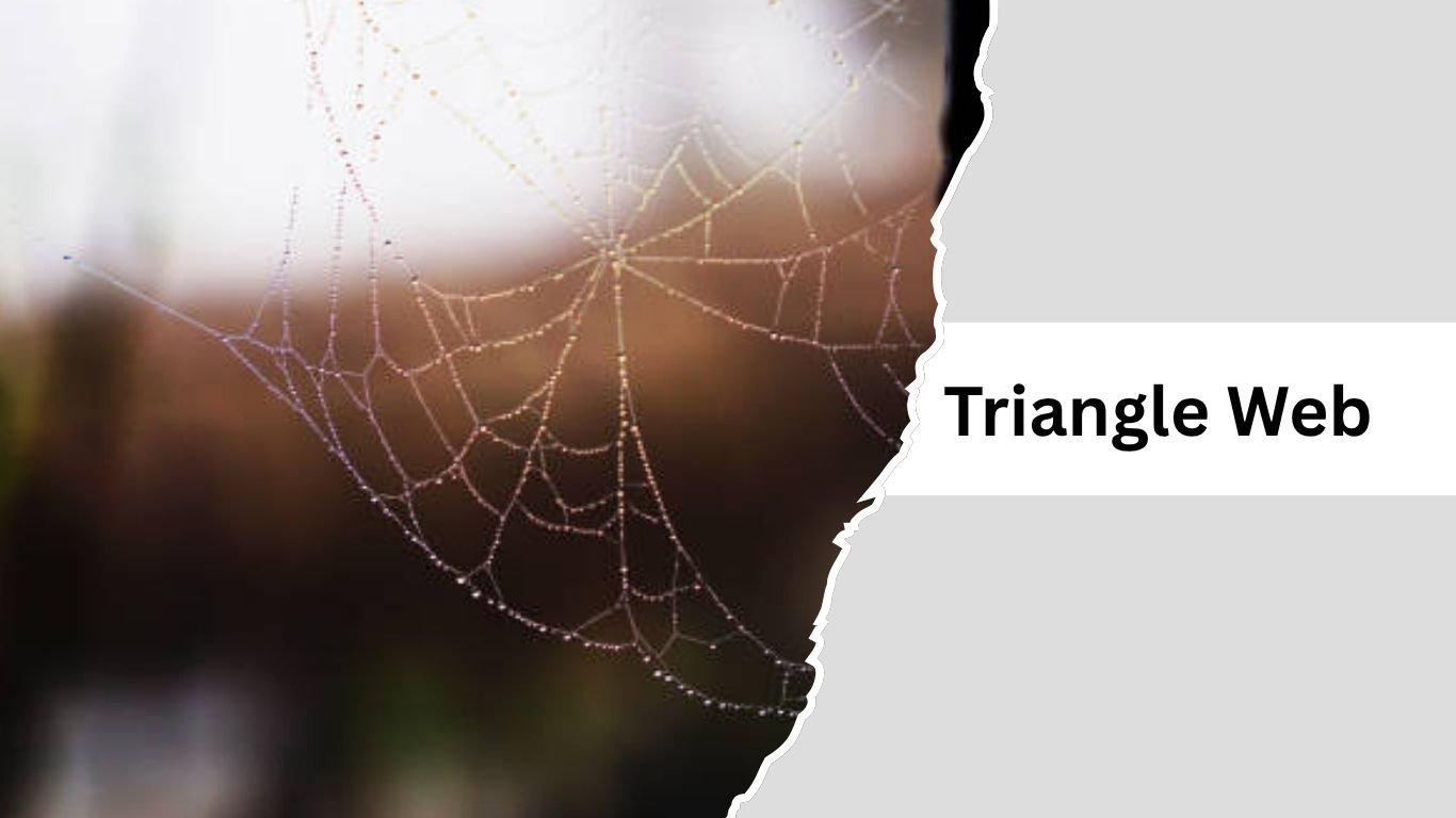 Spider Web Names 11 Types of Spider Webs: Identification With Pictures