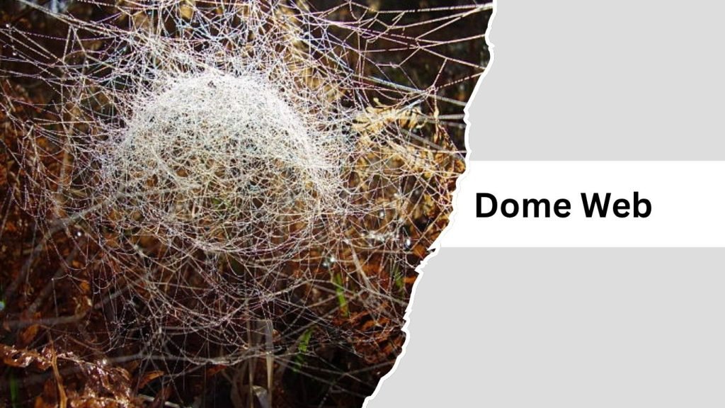 Spider Web Names 11 Types of Spider Webs: Identification With Pictures