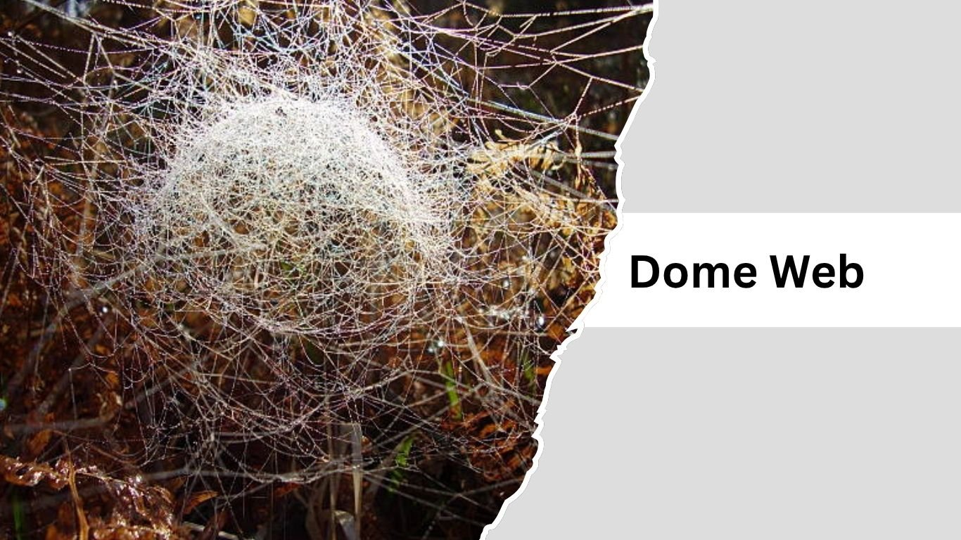11 Types of Spider Webs: Identification With Pictures