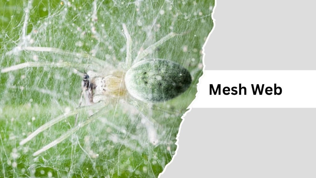 Spider Web Names 11 Types of Spider Webs: Identification With Pictures