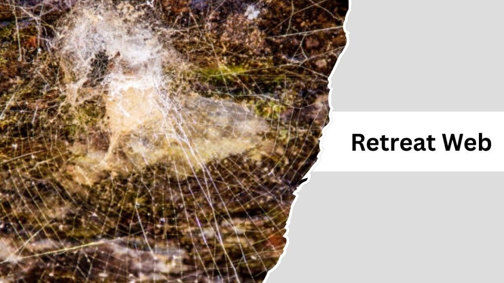 Spider Web Names 11 Types of Spider Webs: Identification With Pictures