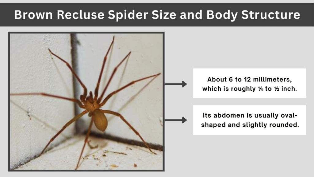 Brown Recluse Spider Size and Body Structure