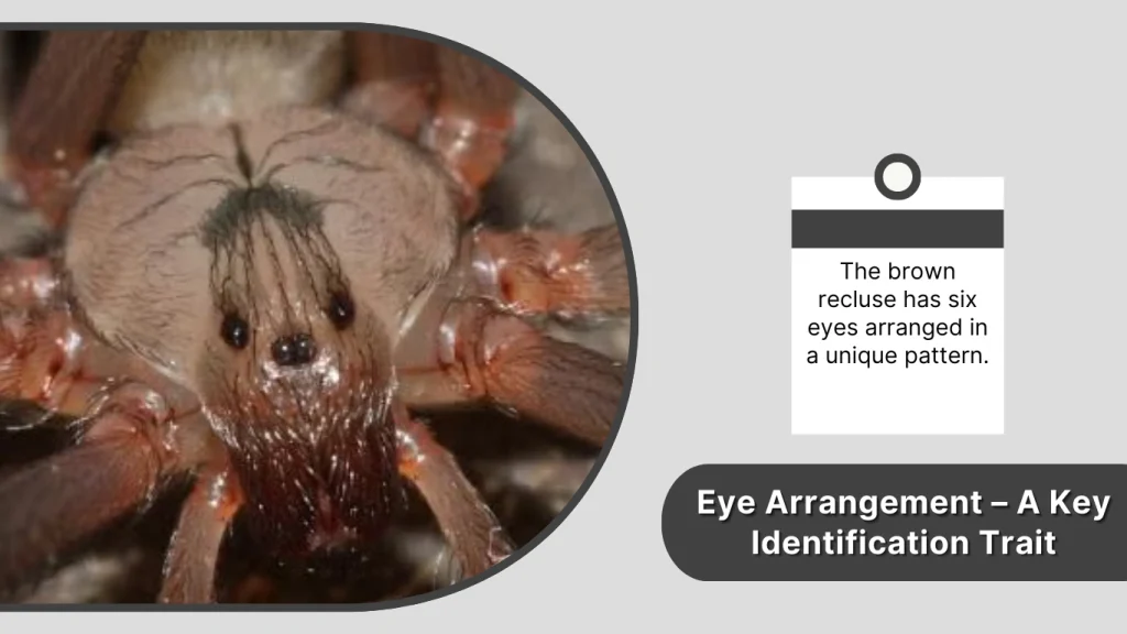 Eye Arrangement – A Key Identification Trait