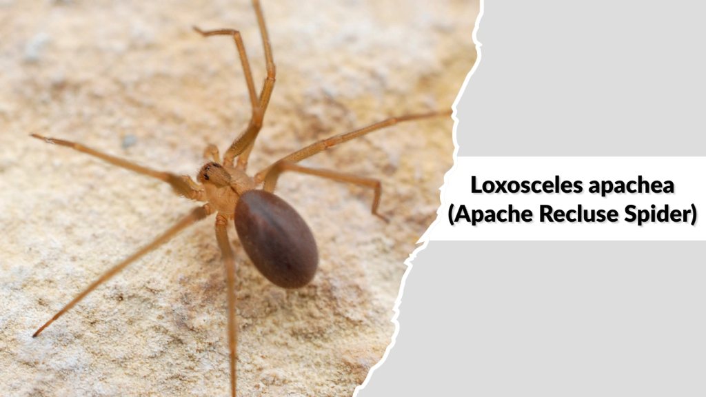 Loxosceles apachea (Apache Recluse Spider)