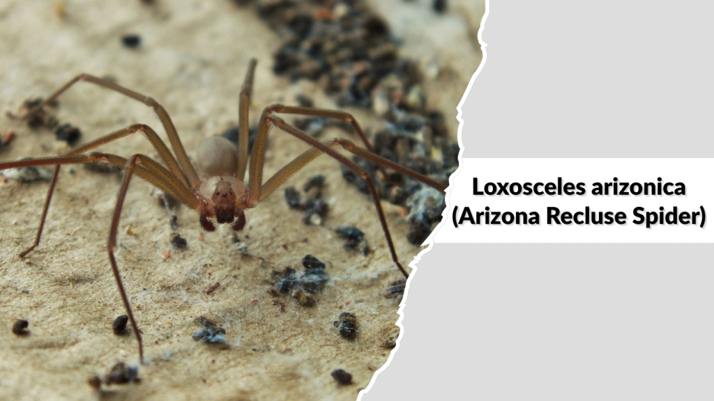 Loxosceles arizonica (Arizona Recluse Spider)