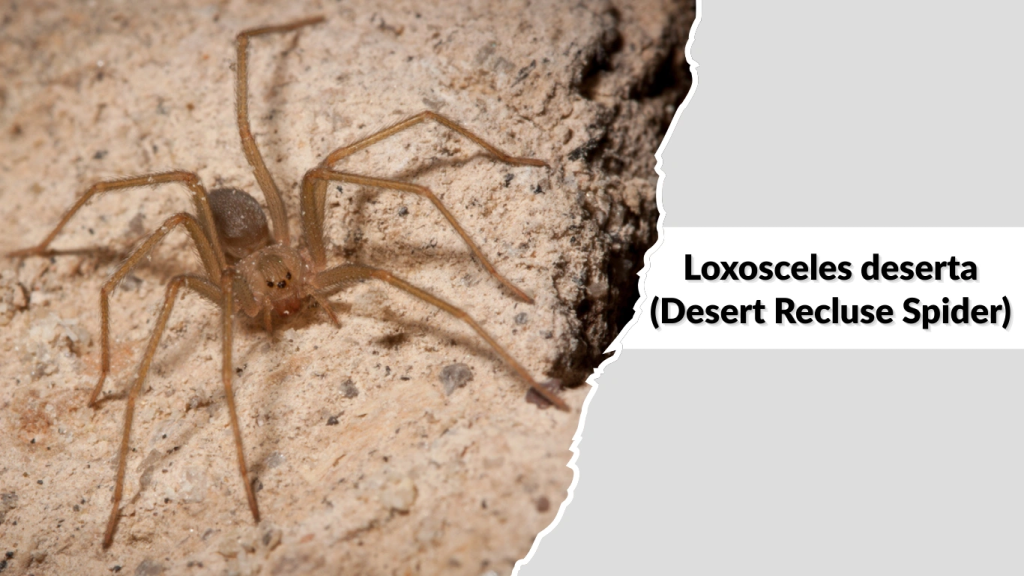 Loxosceles deserta (Desert Recluse Spider)