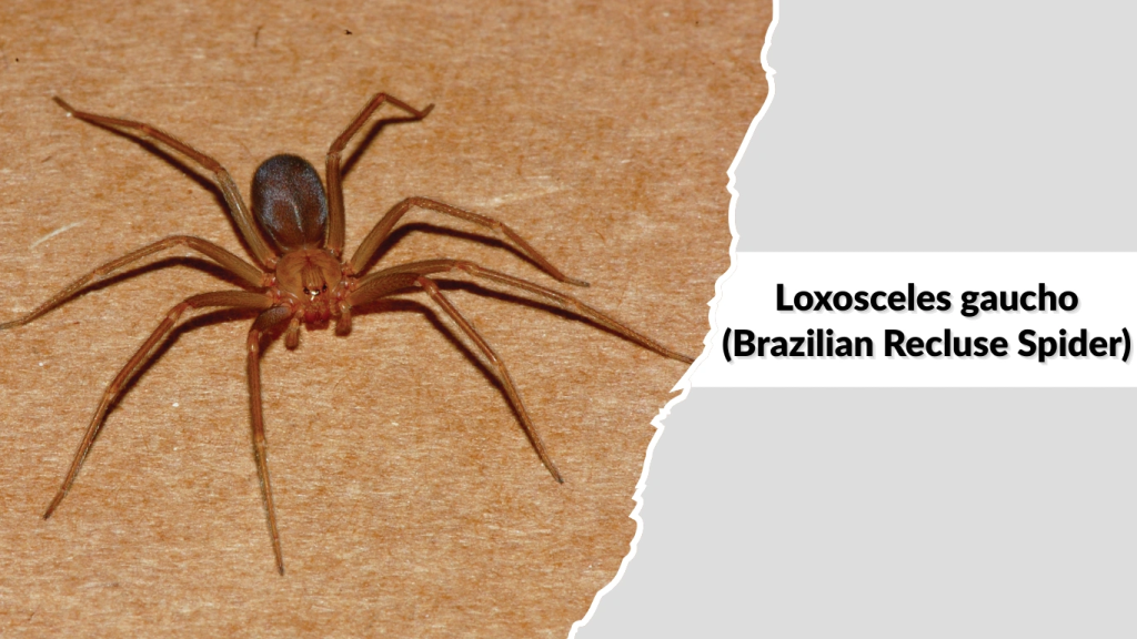 Loxosceles gaucho (Brazilian Recluse Spider)