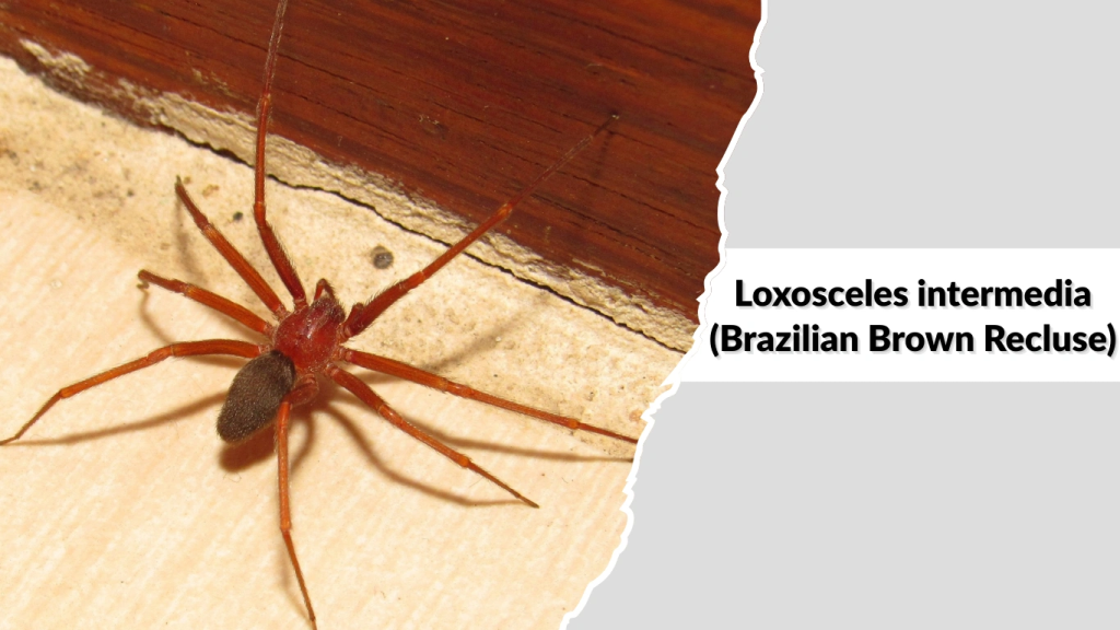 Loxosceles intermedia (Brazilian Brown Recluse)