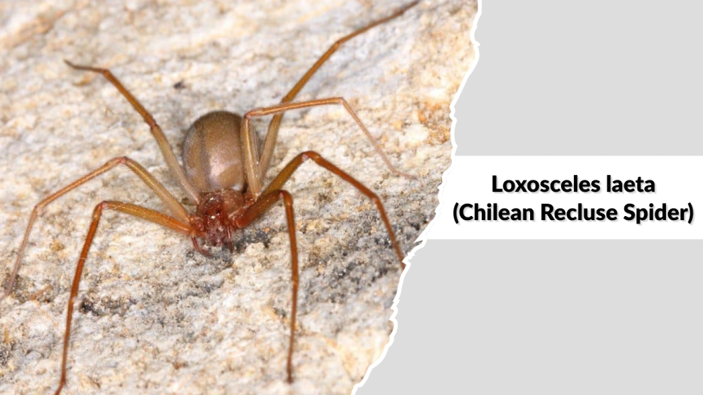 Loxosceles laeta (Chilean Recluse Spider)