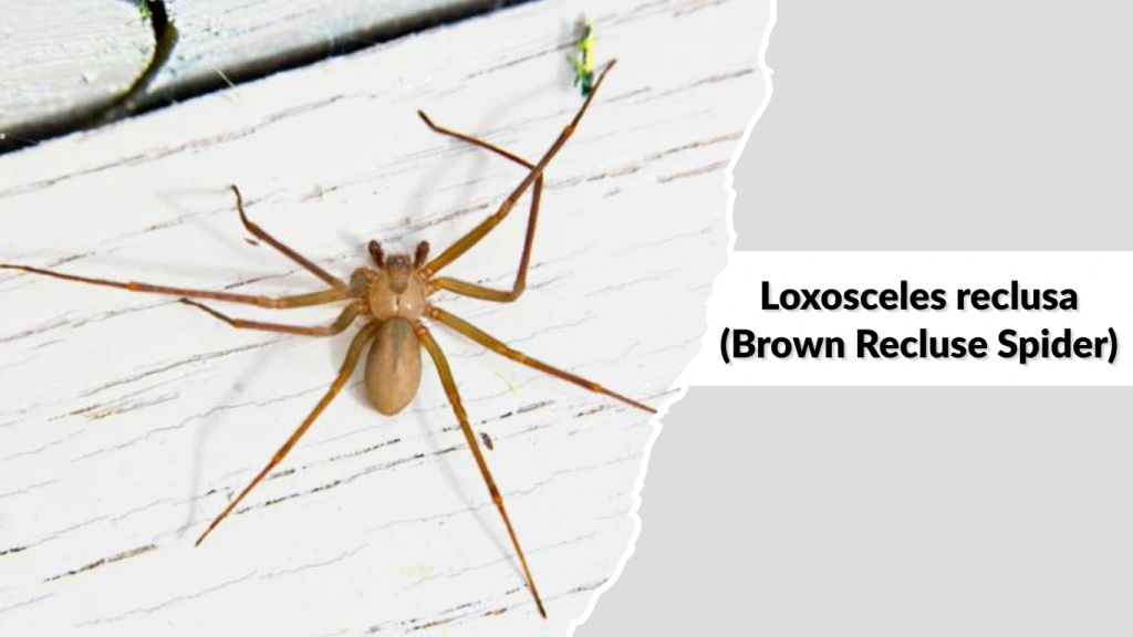 Loxosceles reclusa (Brown Recluse Spider)