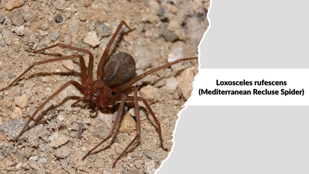 Loxosceles rufescens (Mediterranean Recluse Spider)