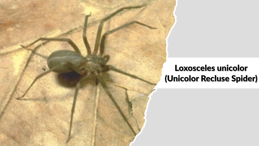 Loxosceles unicolor (Unicolor Recluse Spider)