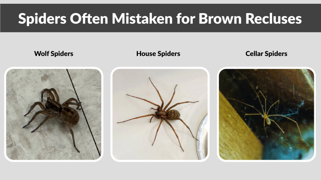 Spiders Often Mistaken for Brown Recluses