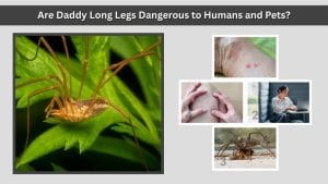 Are Daddy Long Legs Dangerous to Humans and Pets?