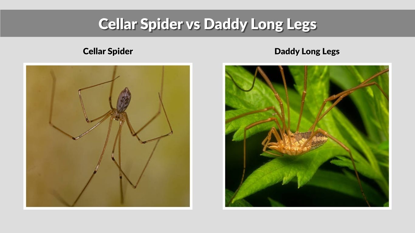 Cellar Spider vs Daddy Long Legs: What is the Key Differences? 