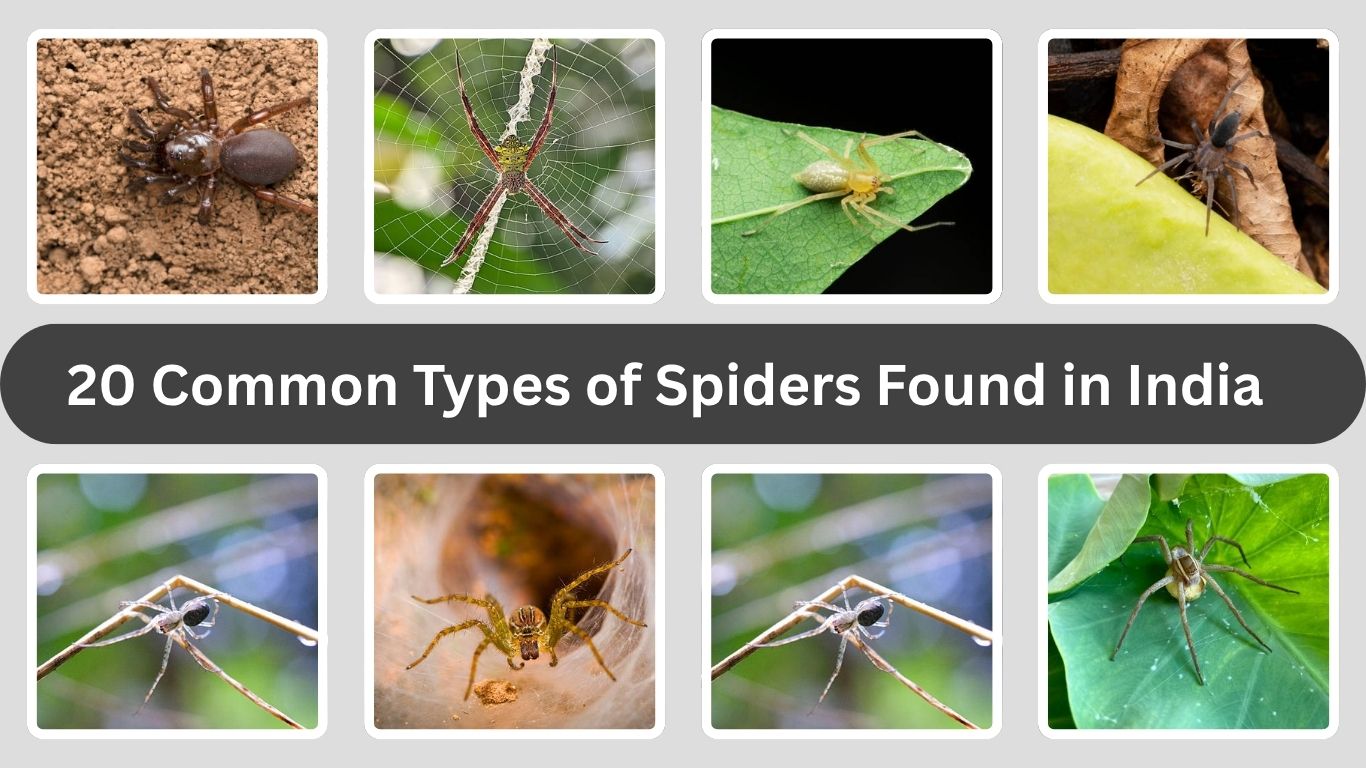 20 Common Types of Spiders Found in India