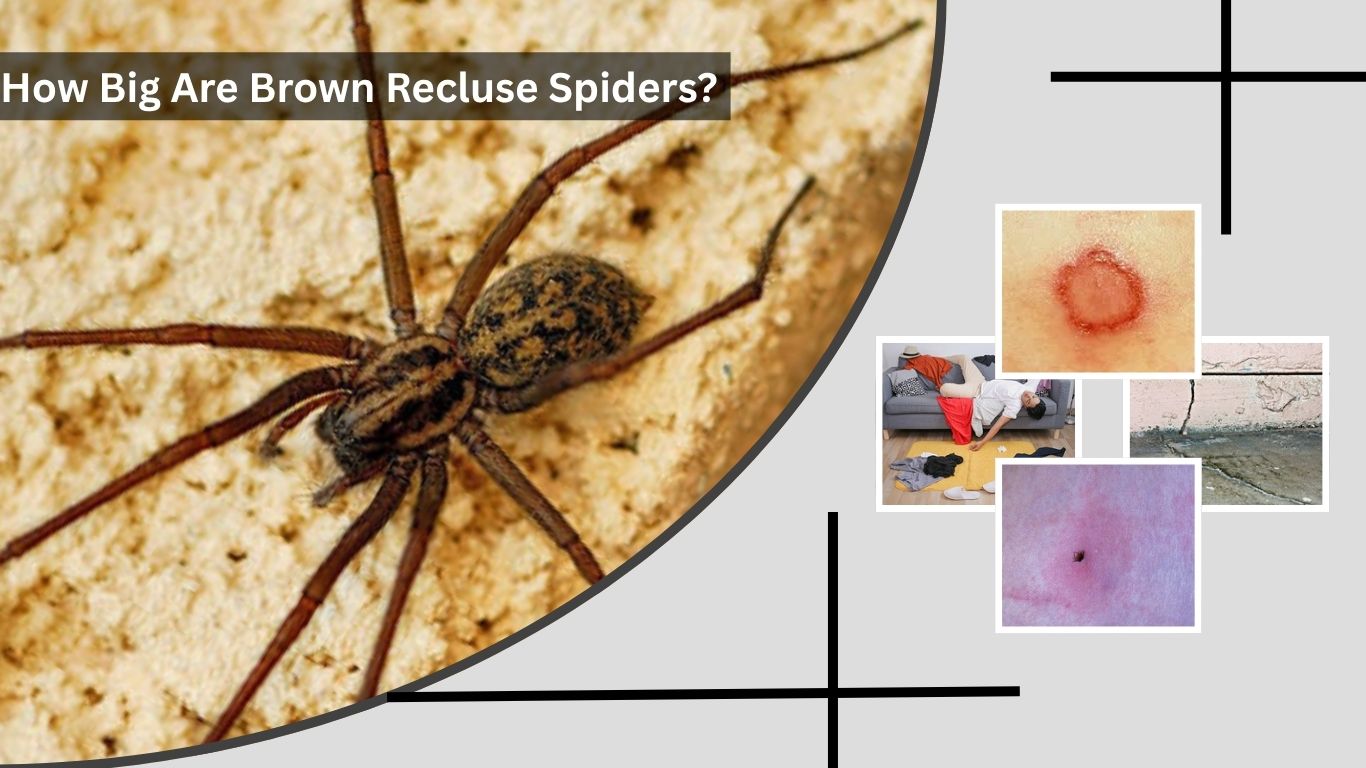 How Big Are Brown Recluse Spiders? Size Facts Guide