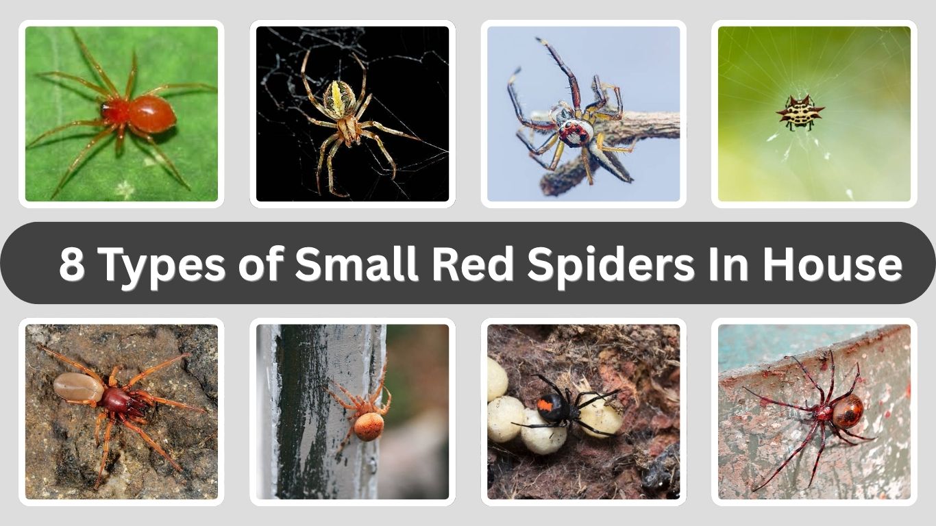 8 Types of Small Red Spiders In House: Id with Pictures