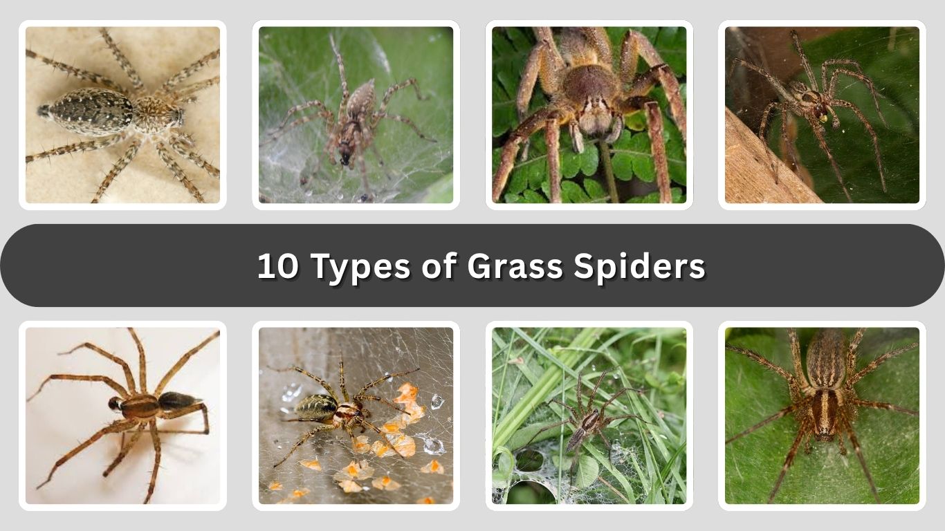 10 Types of Grass Spiders: Identification with Pictures