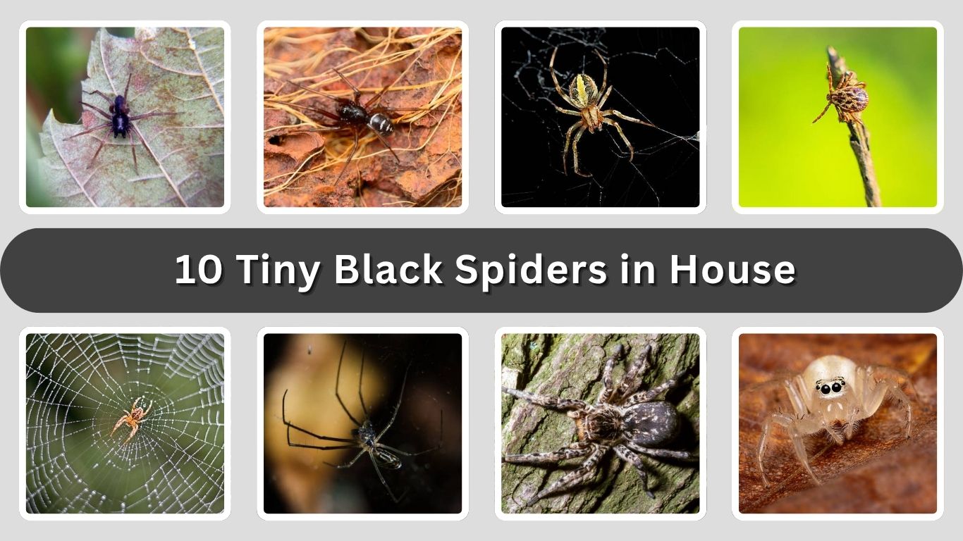 10 Tiny Black Spiders in House (Identification & Safety Guide)