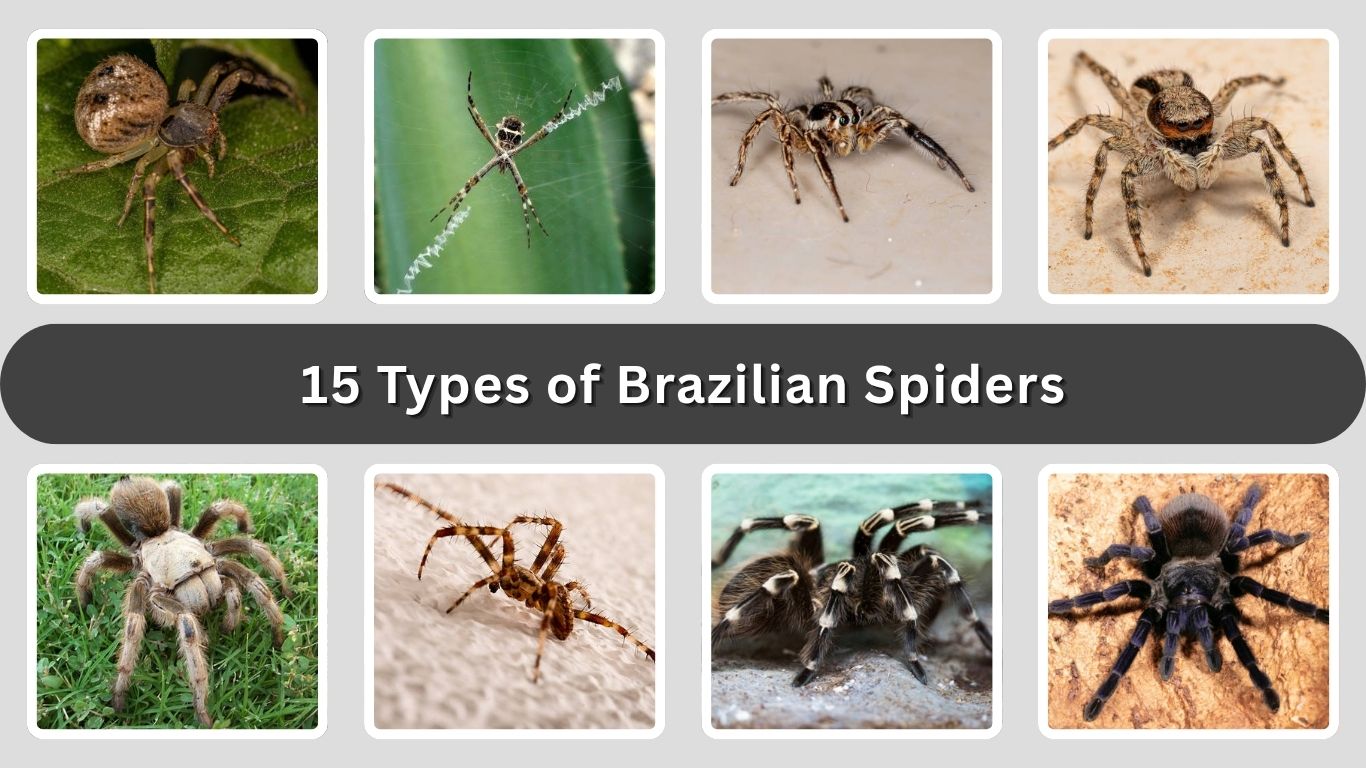 15 Types of Brazilian Spiders