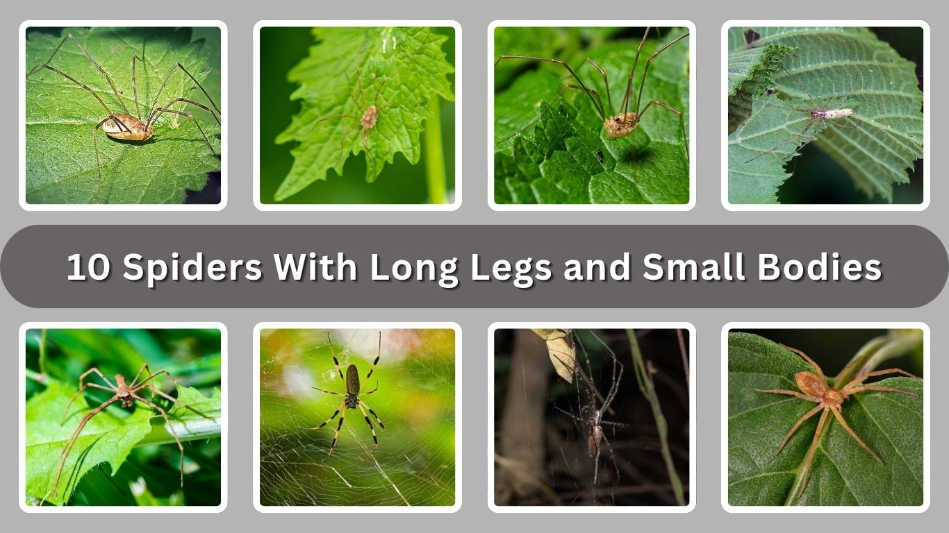 10 Spiders With Long Legs and Small Bodies (ID with Pictures)