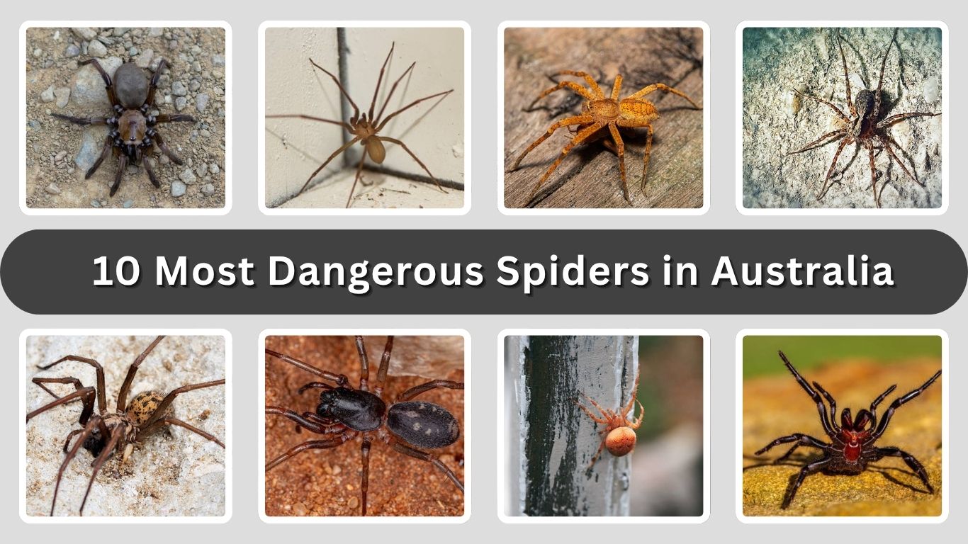 10 Most Dangerous Spiders in Australia