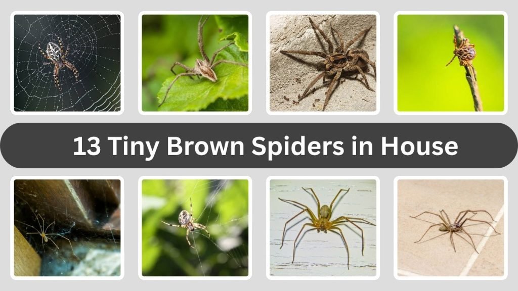 13 Tiny Brown Spiders in House: Id with Name & Pictures