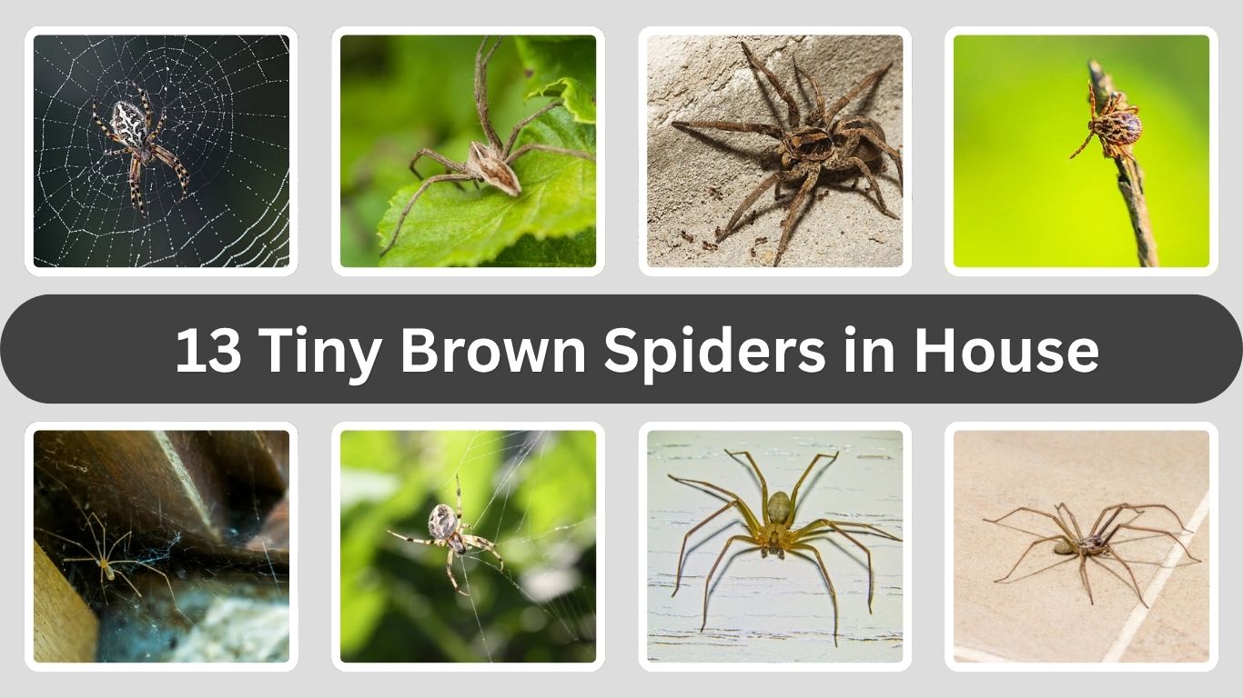 13 Tiny Brown Spiders in House: Id with Name & Pictures