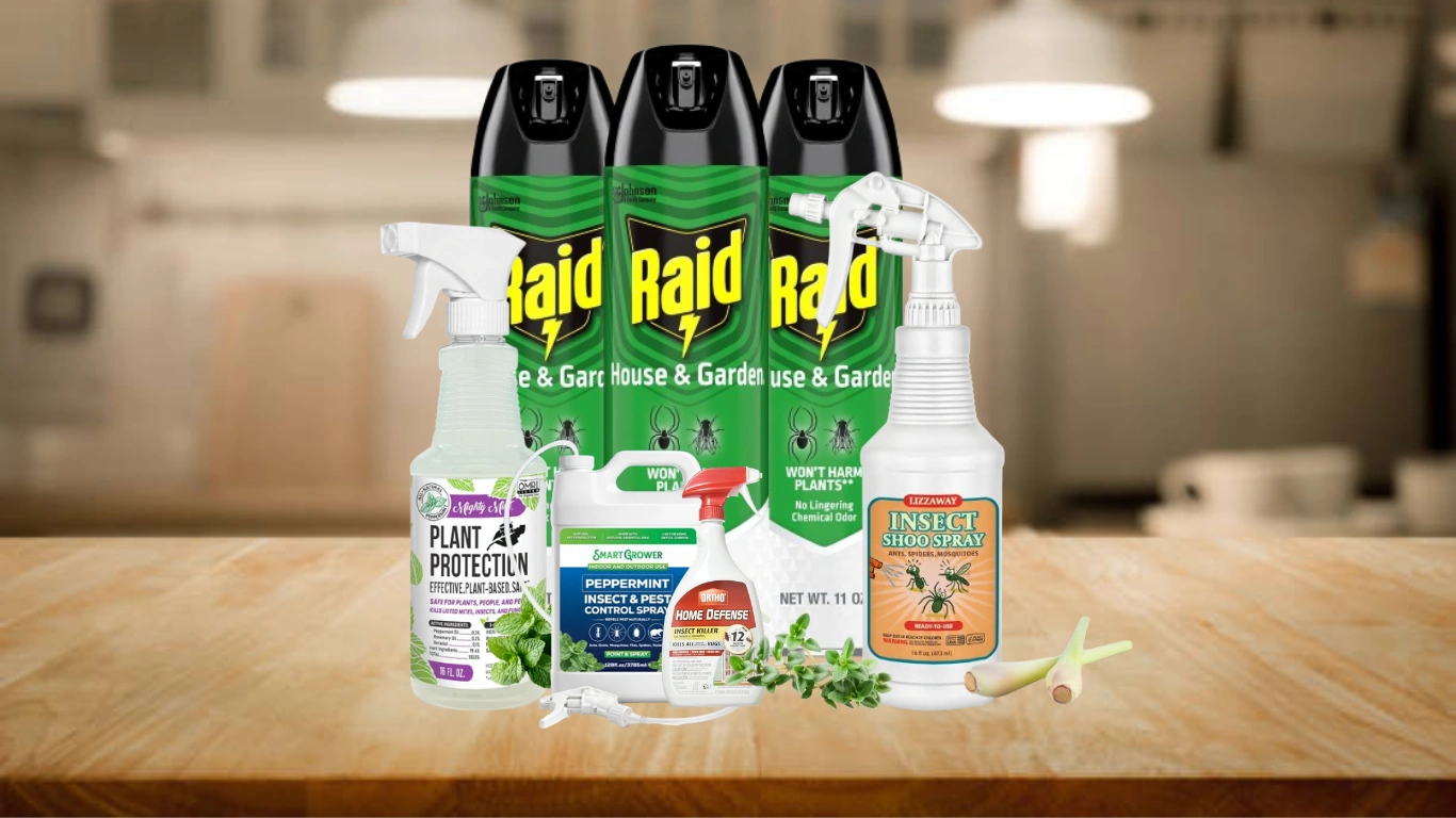 11 Best Spider Spray for Indoor Use