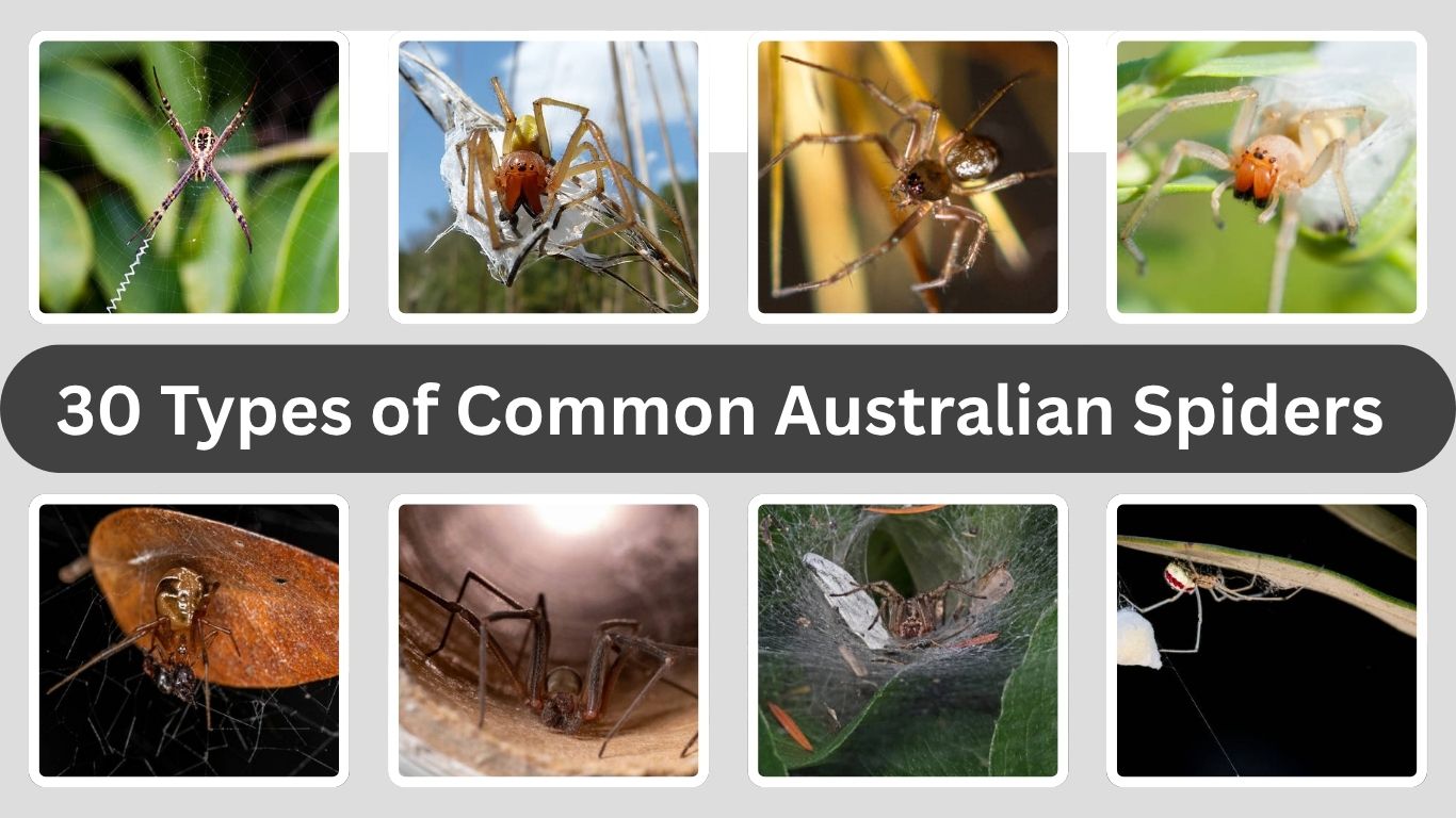 30 Types of Common Australian Spiders