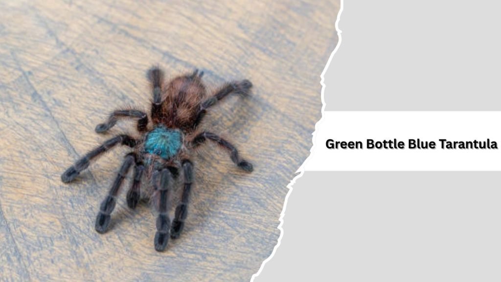 15 Types of Blue Spiders: Identification with Picture