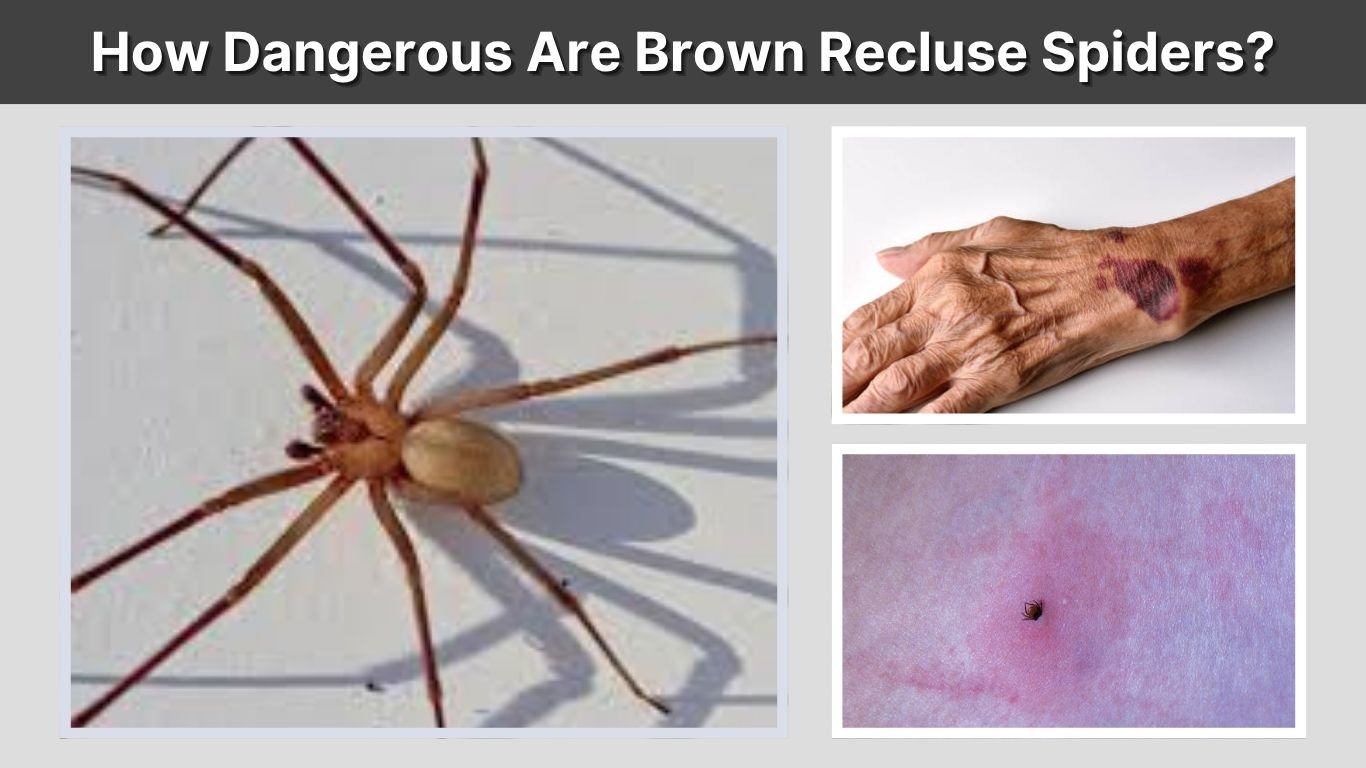 How Big Are Brown Recluse Spiders? Size Facts Guide