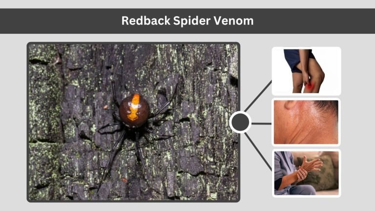Redback Spider: Identification, Bite, Habitat & Venom Facts