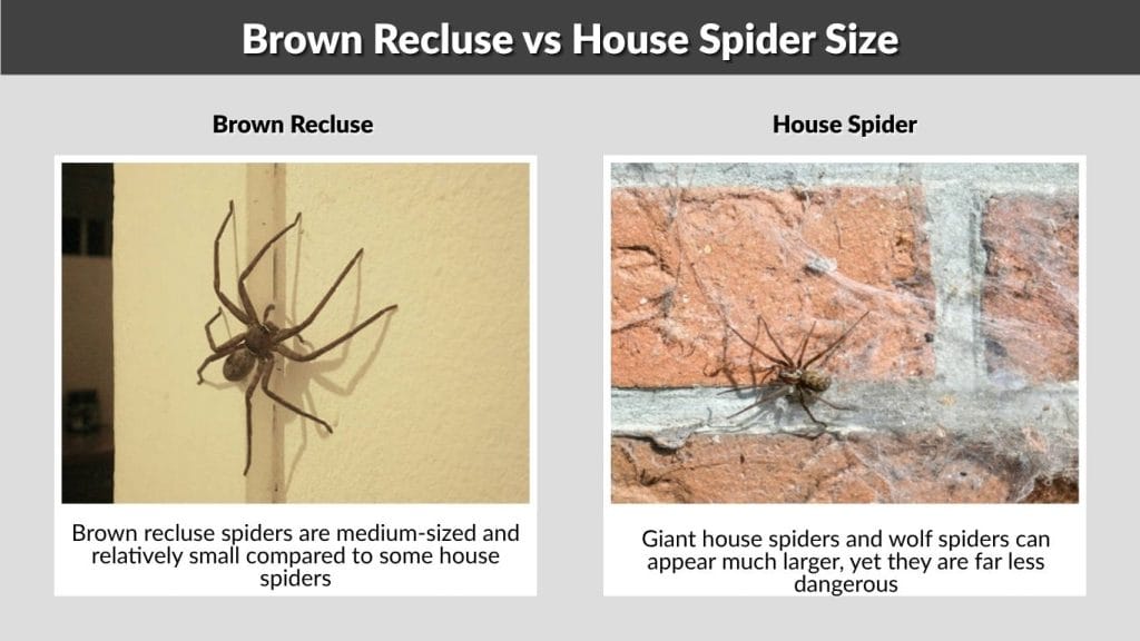 Brown Recluse vs House Spider Size