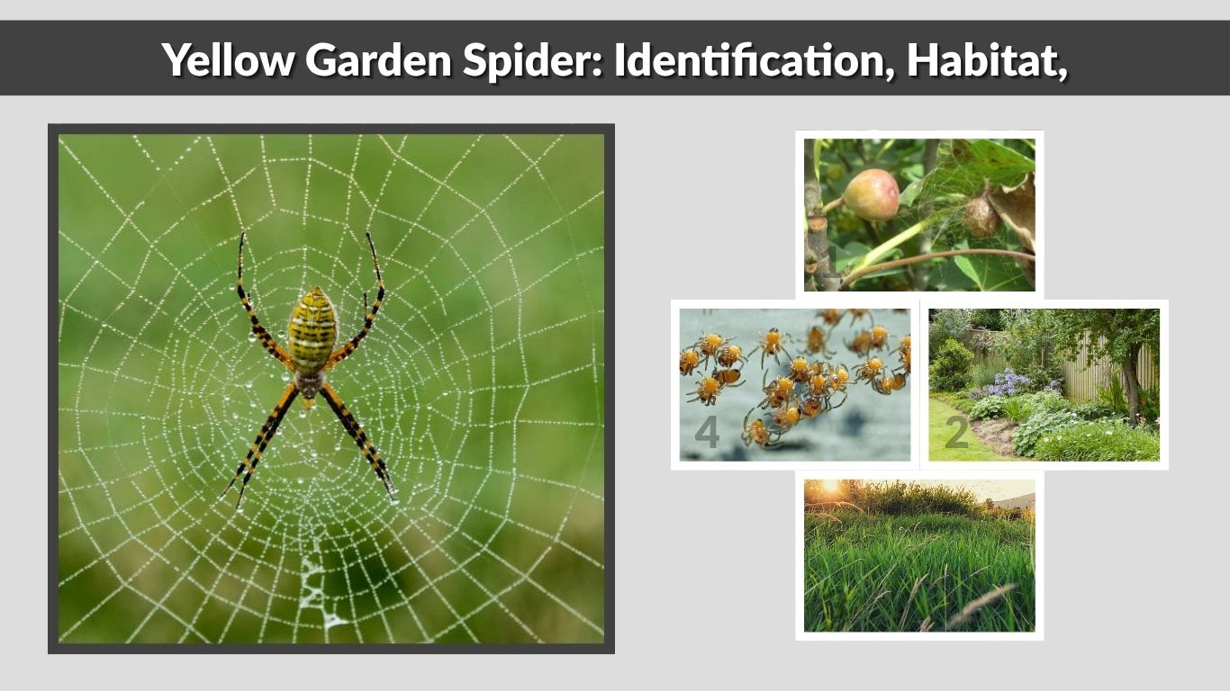 Yellow Garden Spider: Identification, Habitat, and Safety Guide