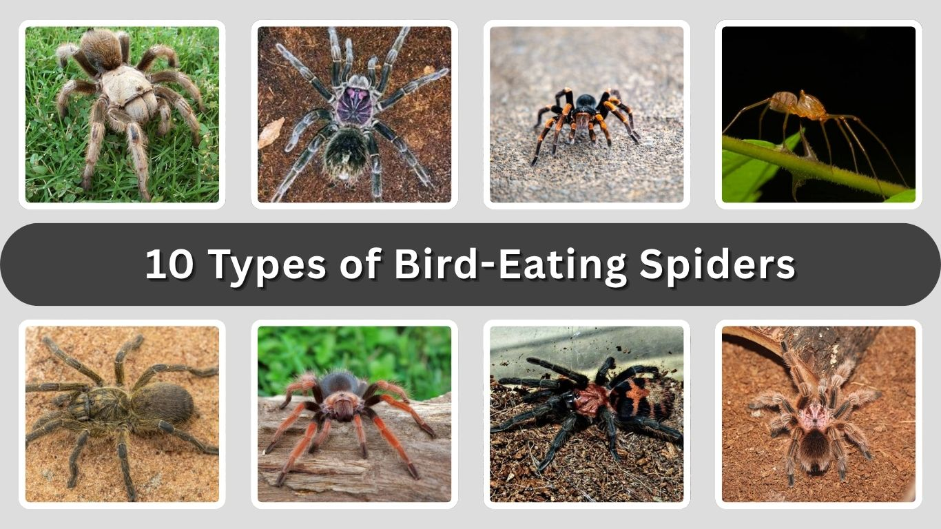 10 Types of Bird-Eating Spiders (ID with Pictures)