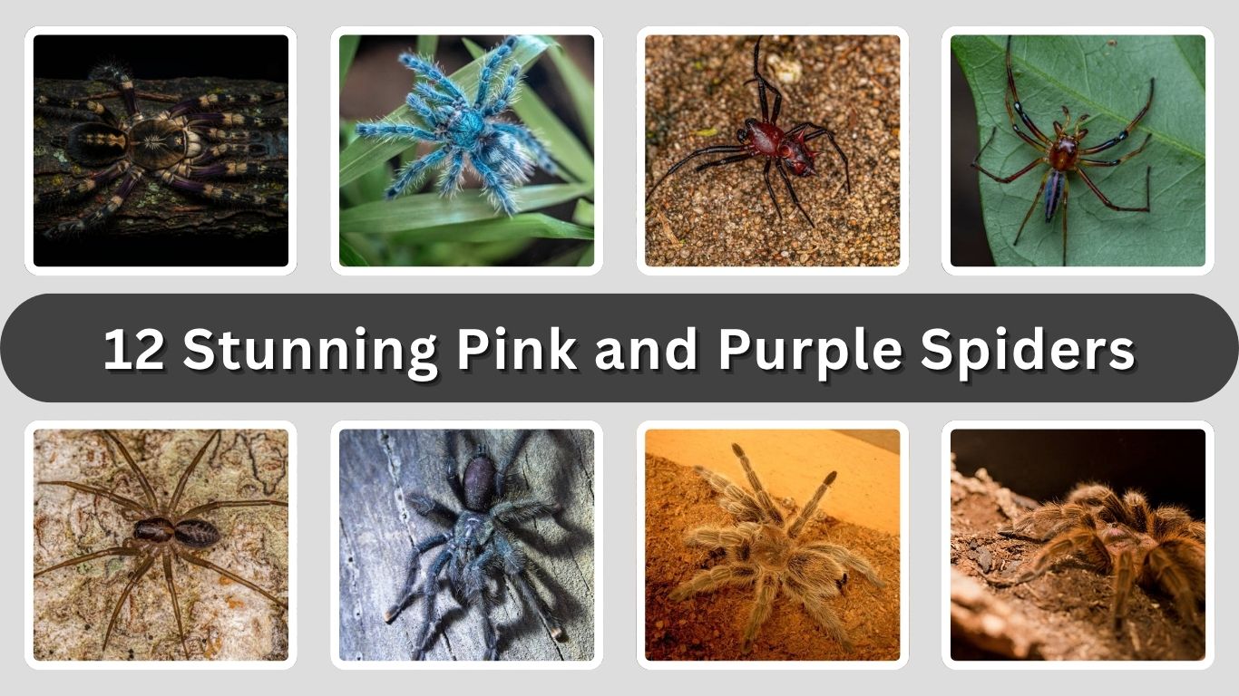 12 Stunning Pink and Purple Spiders You Must See