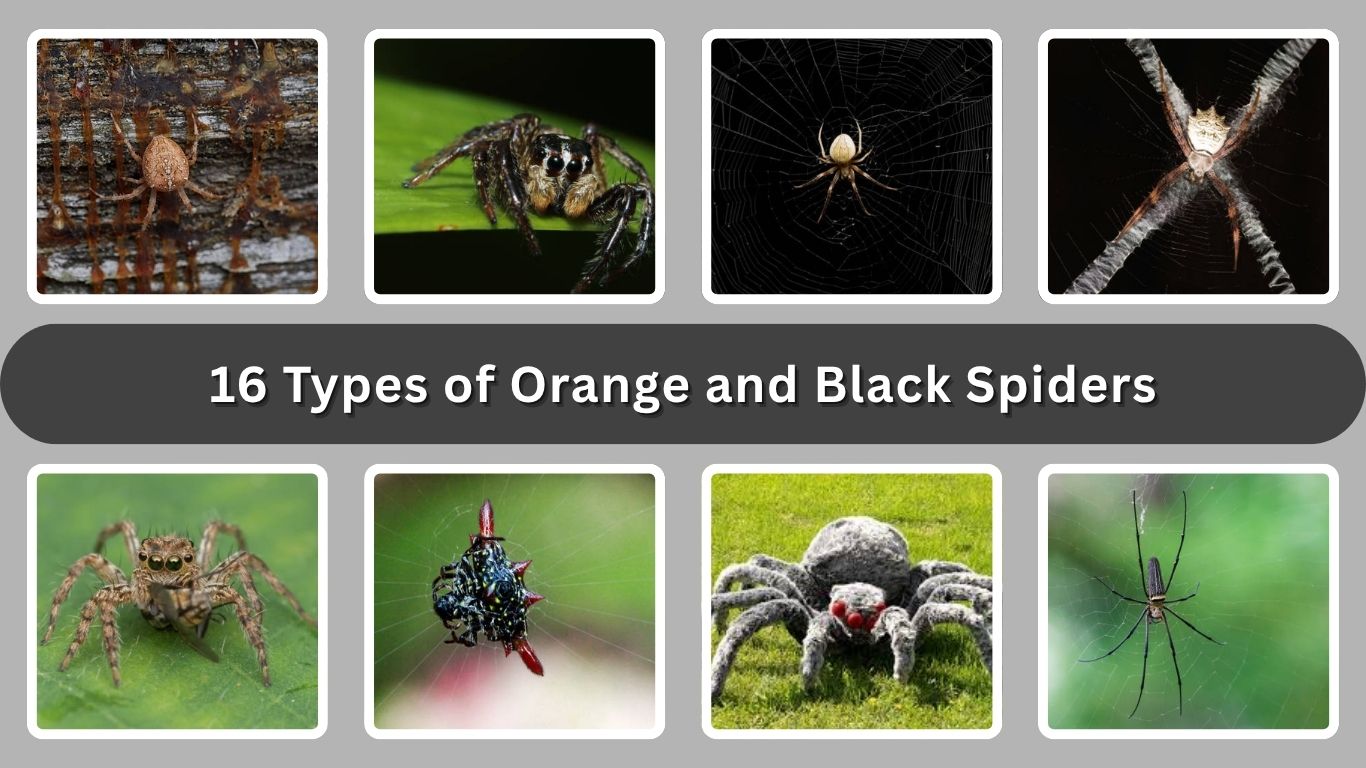 16 Types of Orange and Black Spiders: Identification with Picture