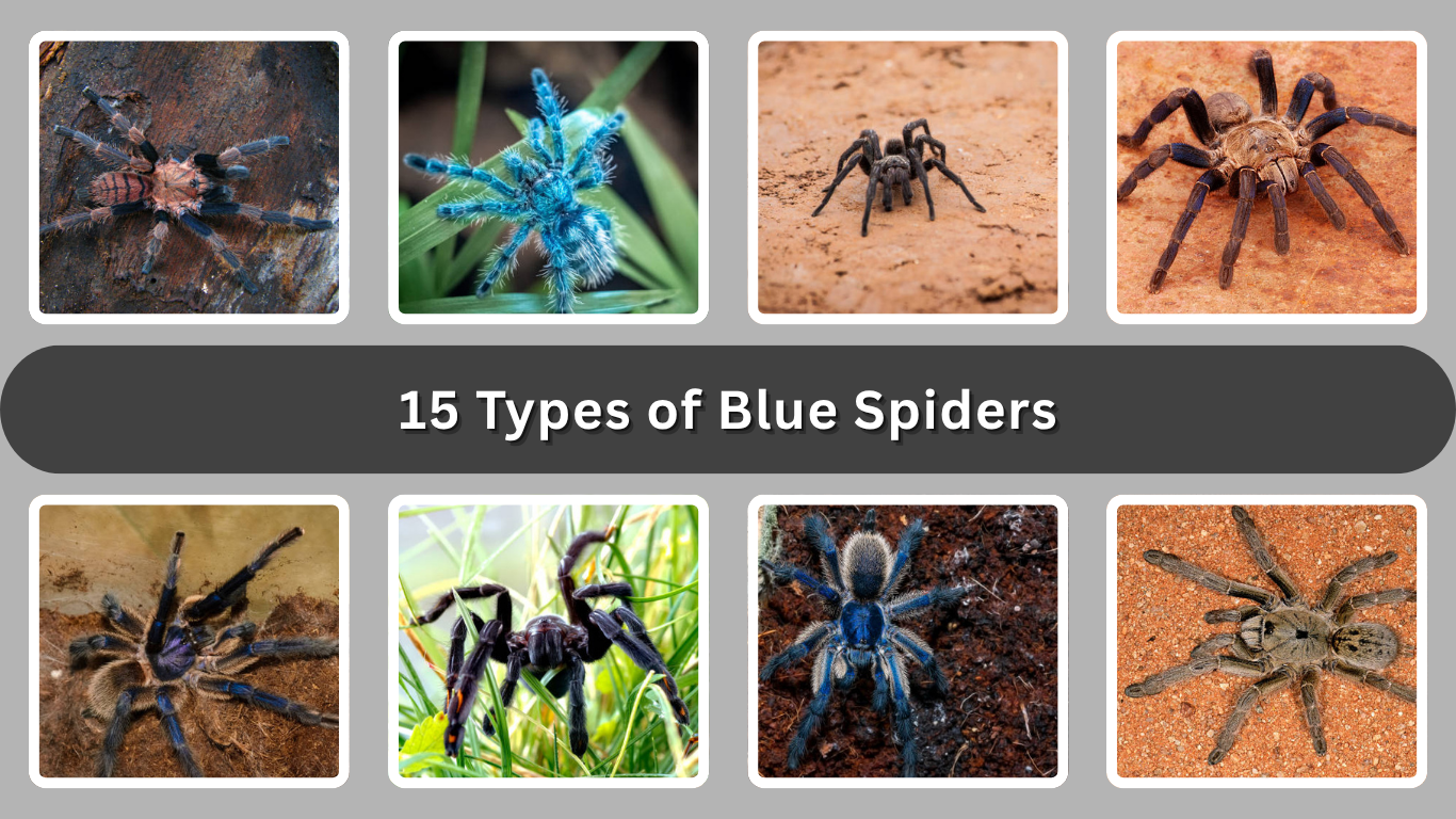 15 Types of Blue Spiders
