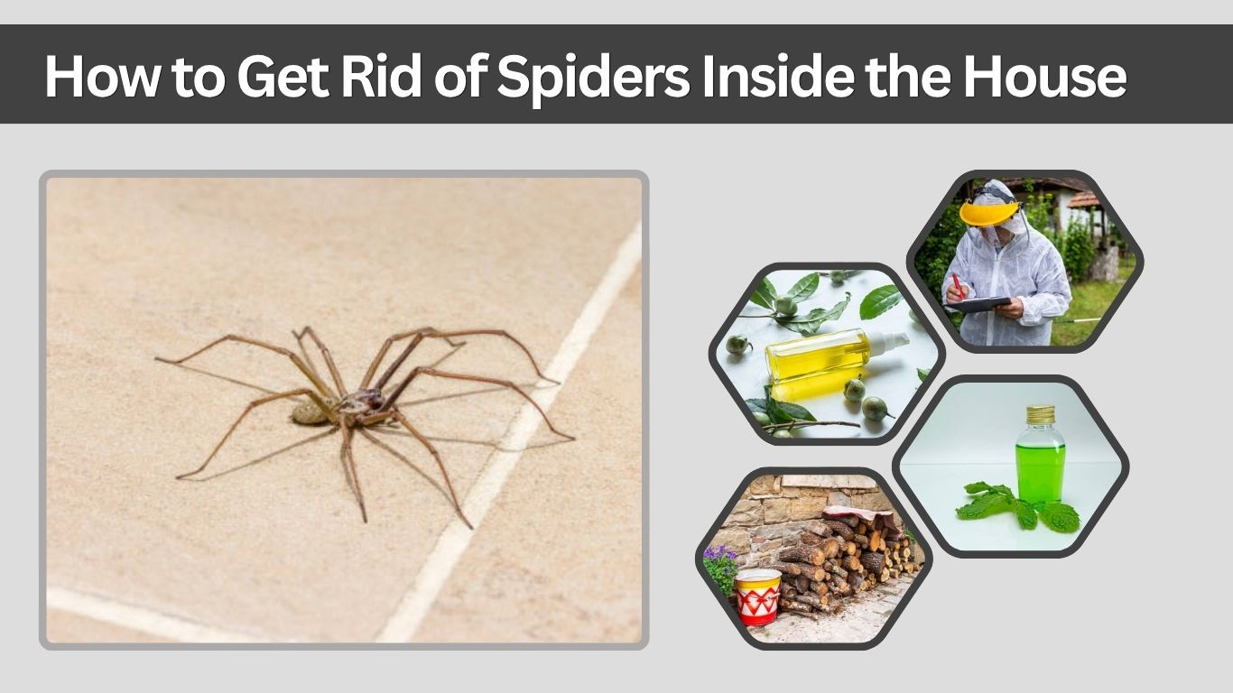 How to Get Rid of Spiders Inside the House: 7 Best Ways