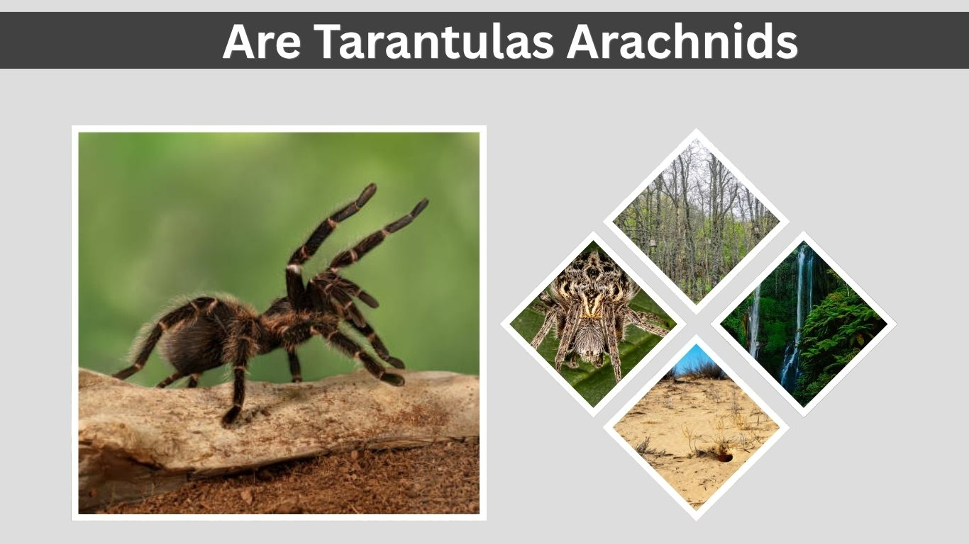 Are Tarantulas Arachnids? Complete Beginner Guide