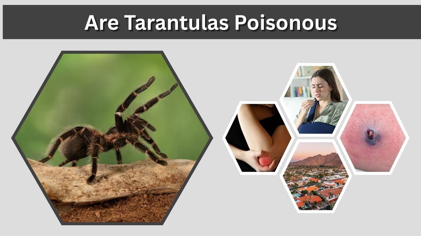 Are Tarantulas Poisonous to Humans? Full Guide