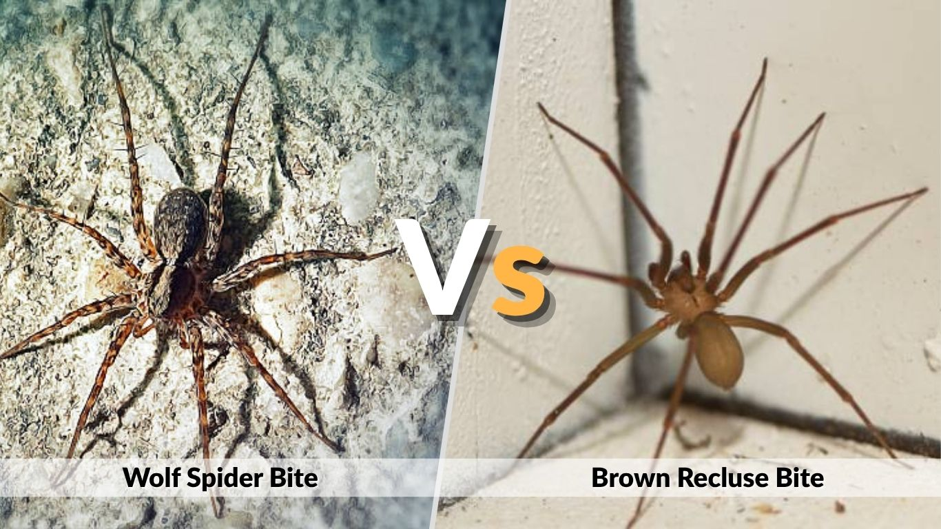 Wolf Spider Bite vs Brown Recluse Bite: Key Differences