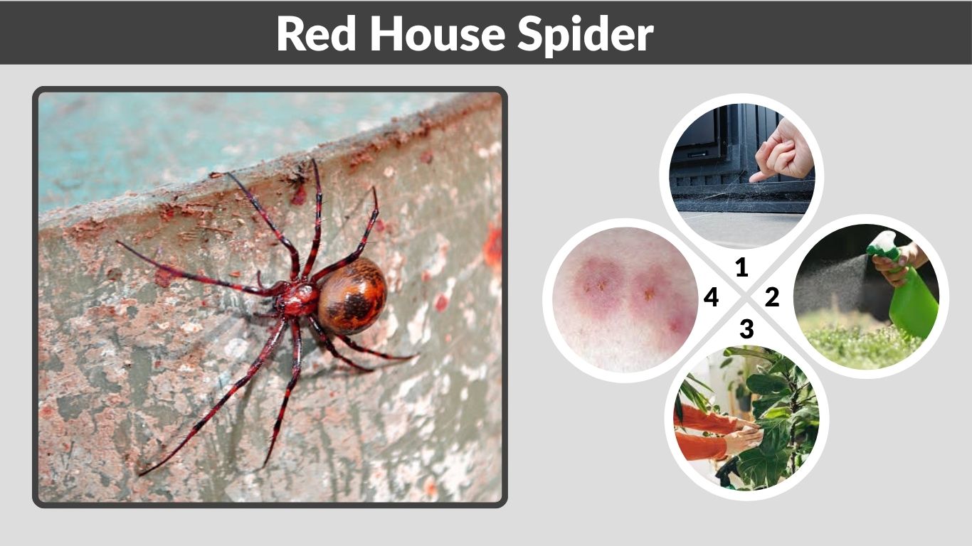 Red House Spider: Identification, Safety, and Removal Guide