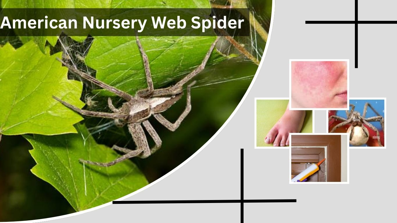 American Nursery Web Spider Size, Bite and Poisonous Facts