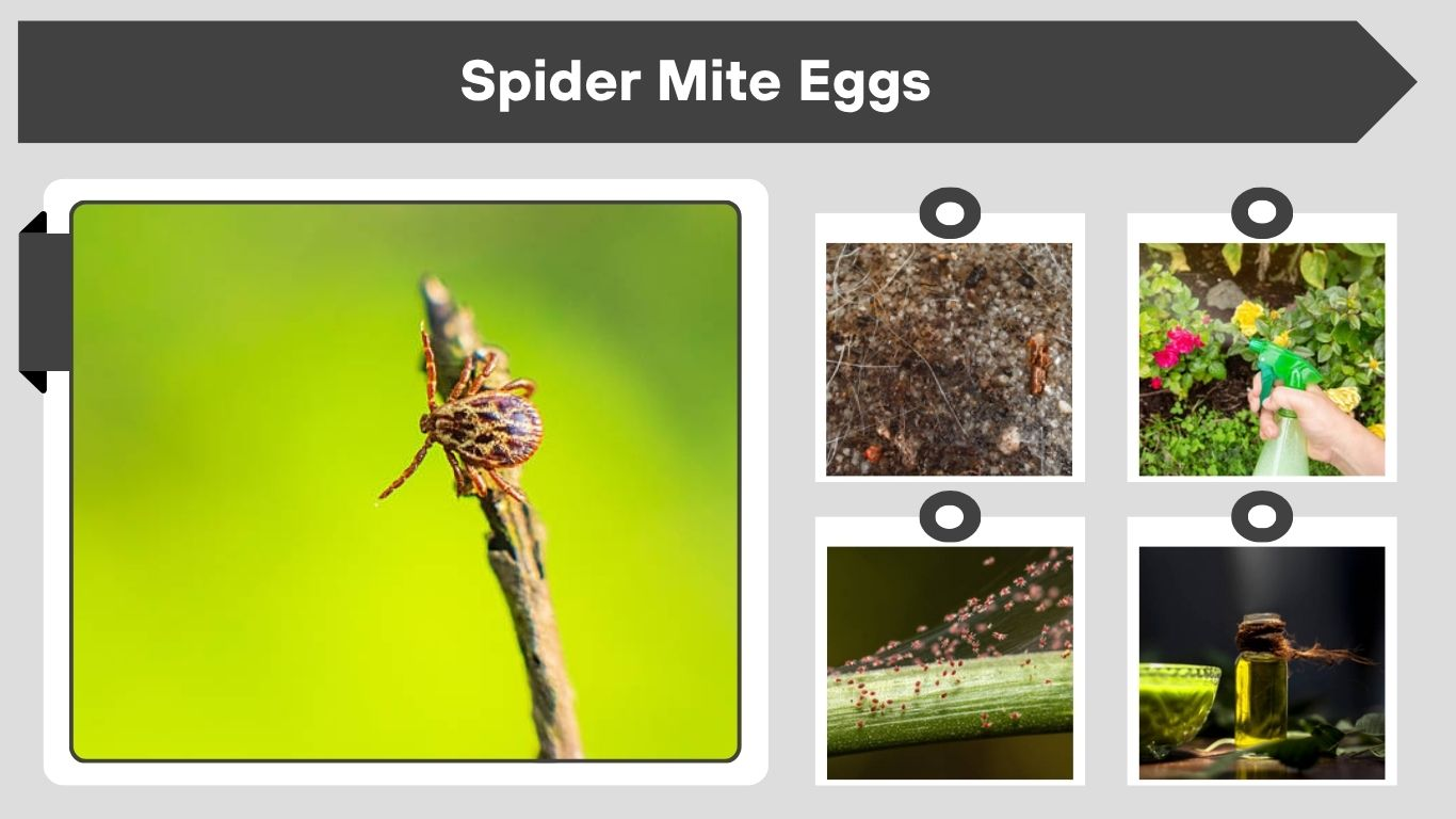 Spider Mite Eggs: Identification, Treatment, and Prevention Guide