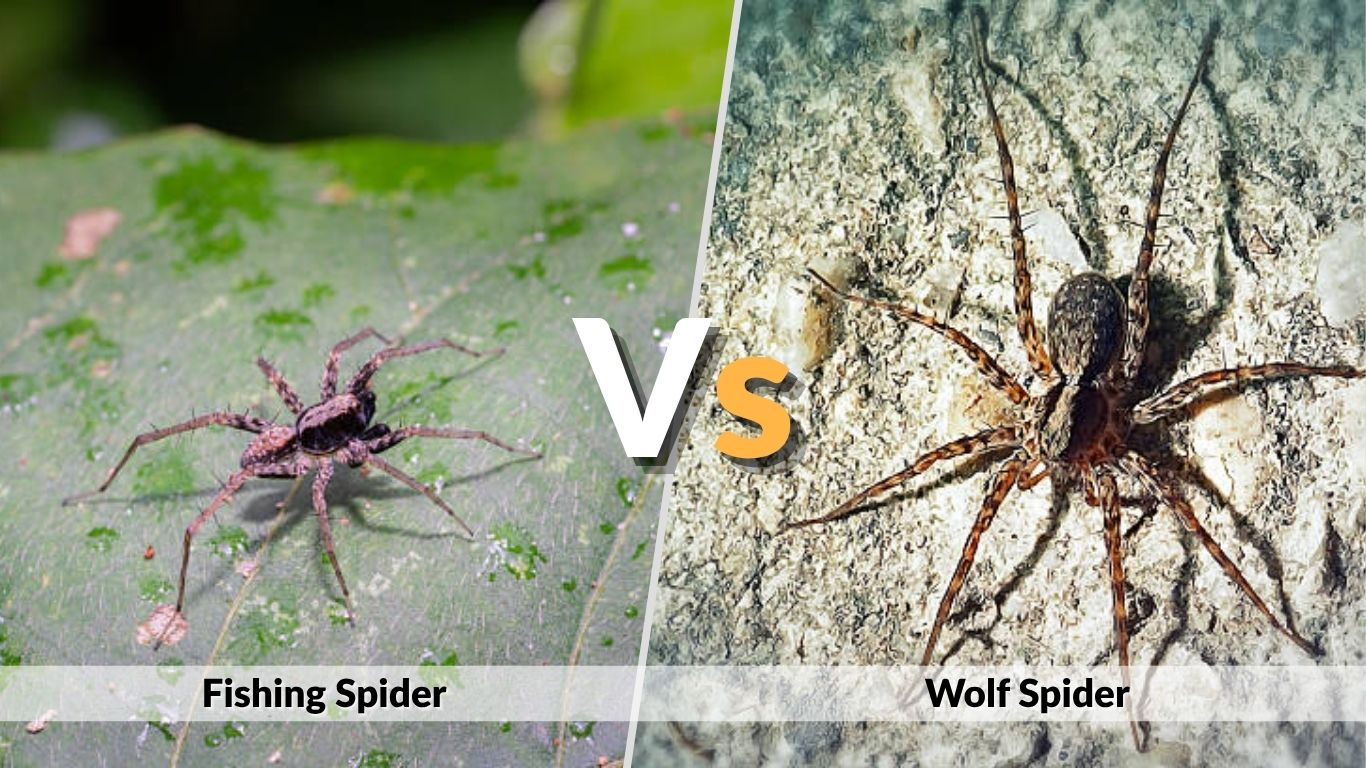 Fishing Spider vs Wolf Spider: Key Differences Between Them 
